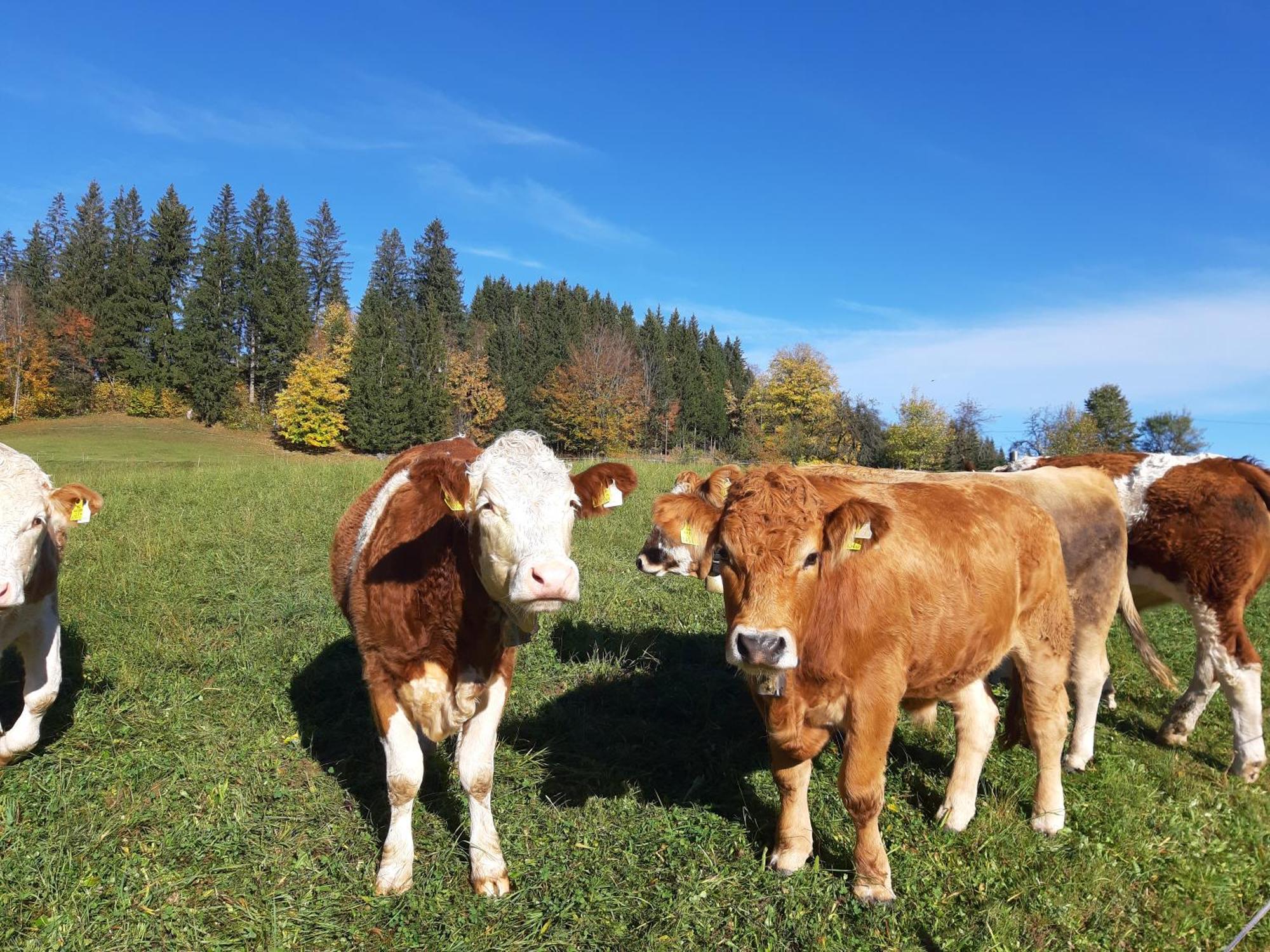 Bauernhof Ablass Göstling an der Ybbs Esterno foto